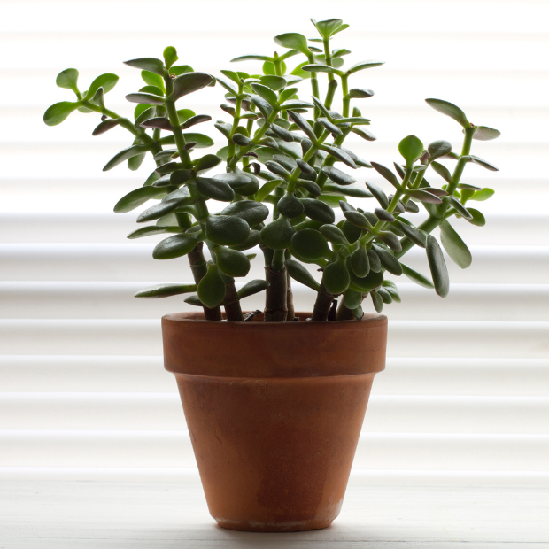 Rosemary Plant The Best Vastu Plants for Home